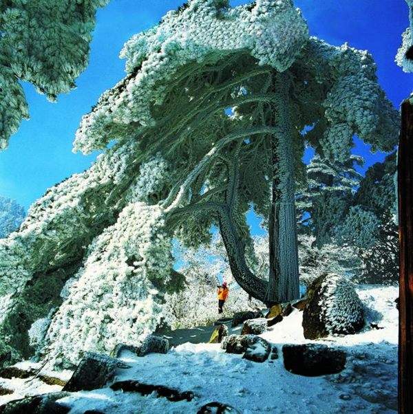见过这样的雪松造型树吗?美到你想不到