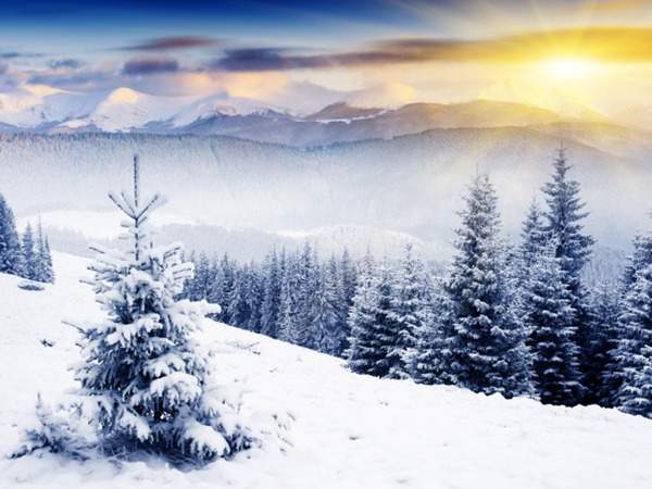 见过这样的雪松造型树吗?美到你想不到