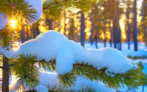 见过这样的雪松造型树吗?美到你想不到