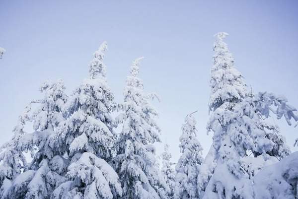 见过这样的雪松造型树吗?美到你想不到
