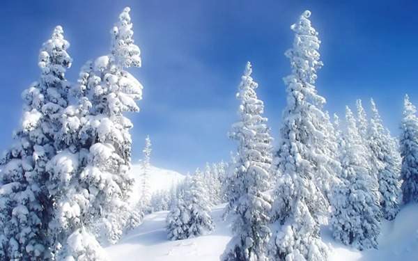 见过这样的雪松造型树吗?美到你想不到