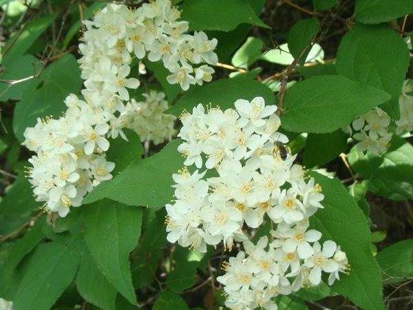 绣线菊 绣线菊