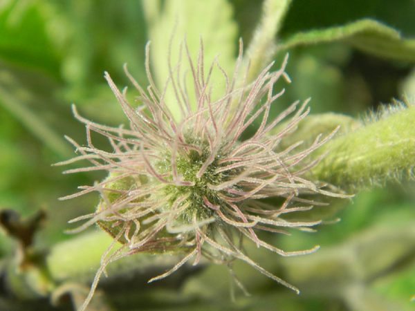 构树花 构树花