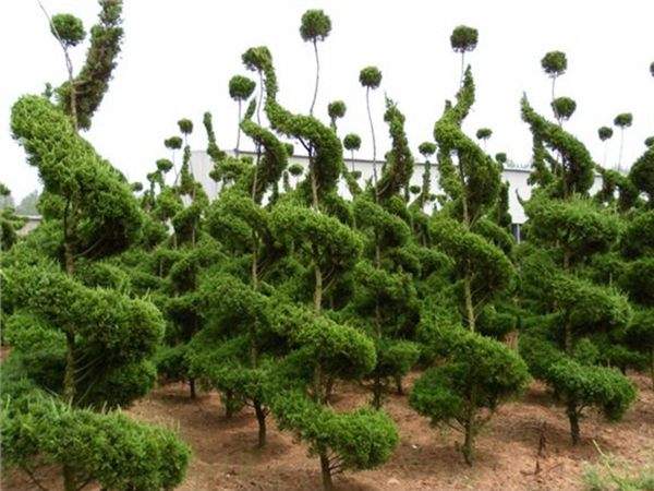 劲爆眼球的桧柏造型,心都醉了
