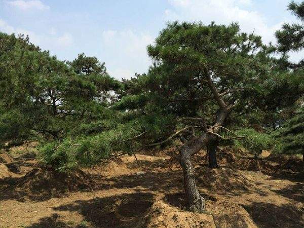 黑树造型盆景