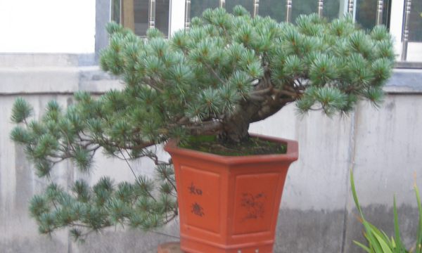 五针松造型