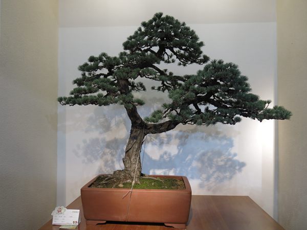 五针松造型