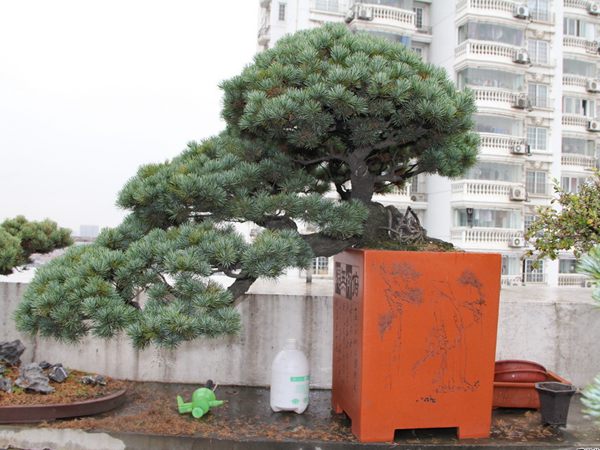 五针松造型