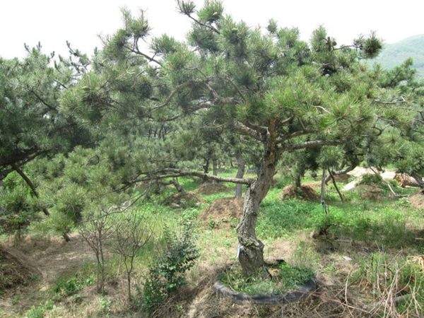 黑松--长景园林 黑松--长景园林
