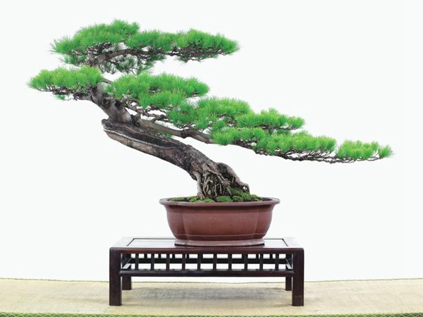 有着百变造型之王的五针松是怎样炼成的