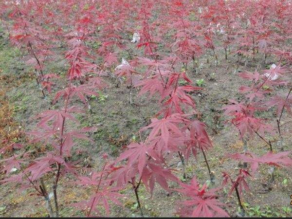 二年生红枫小苗 二年生红枫小苗
