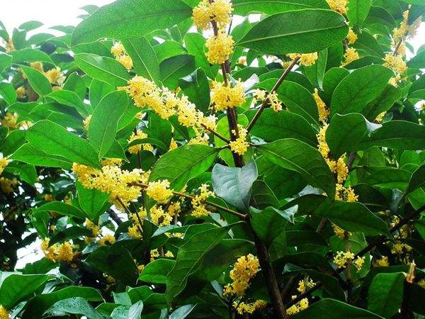 桂花