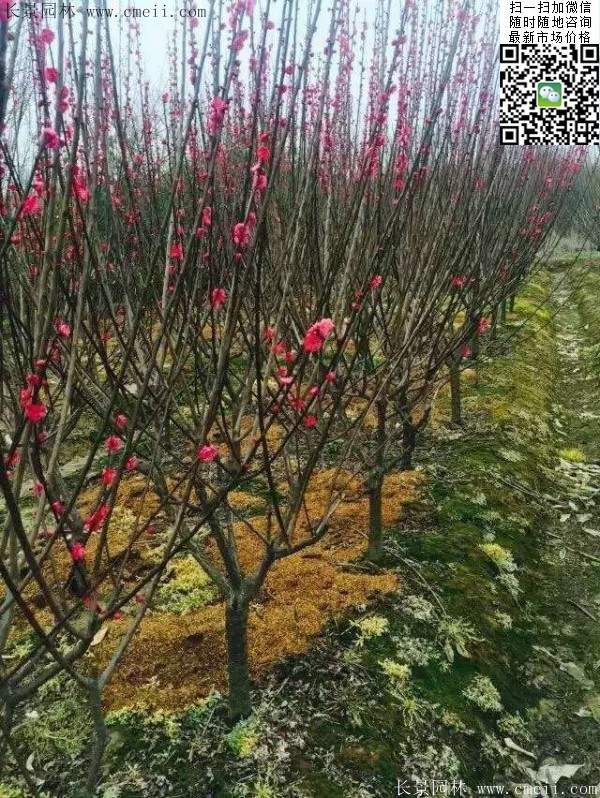 国内数一数二红梅花产地,你知道几个