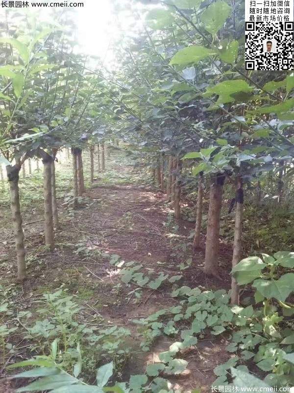 国内数一数二红梅花产地,你知道几个