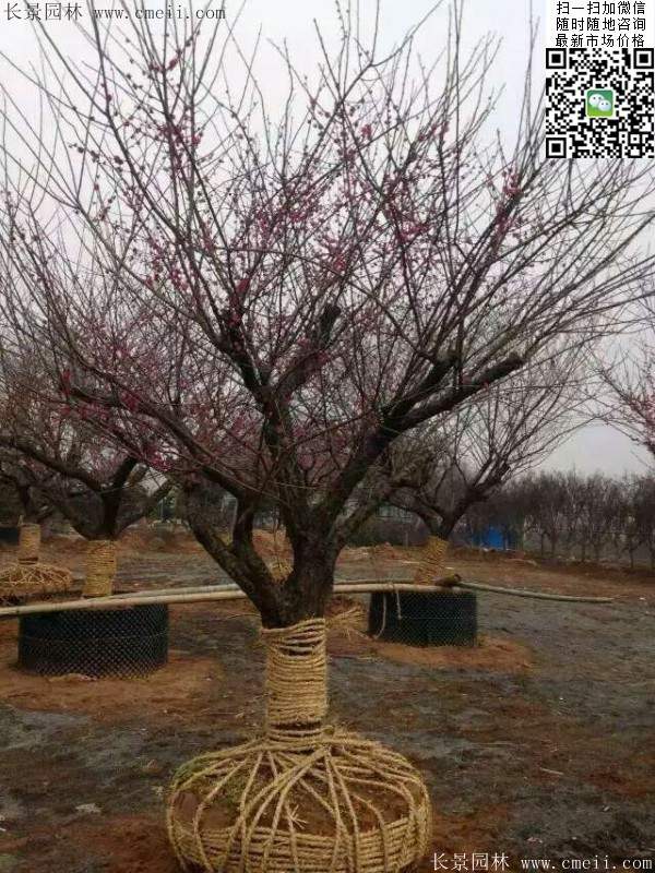 国内数一数二红梅花产地,你知道几个