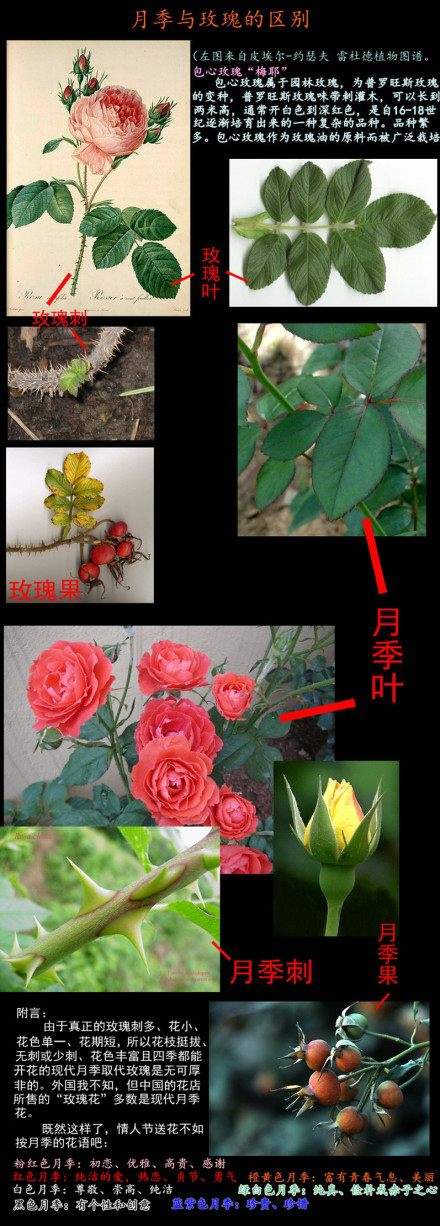 玫瑰与月季PK谁会更胜一筹
