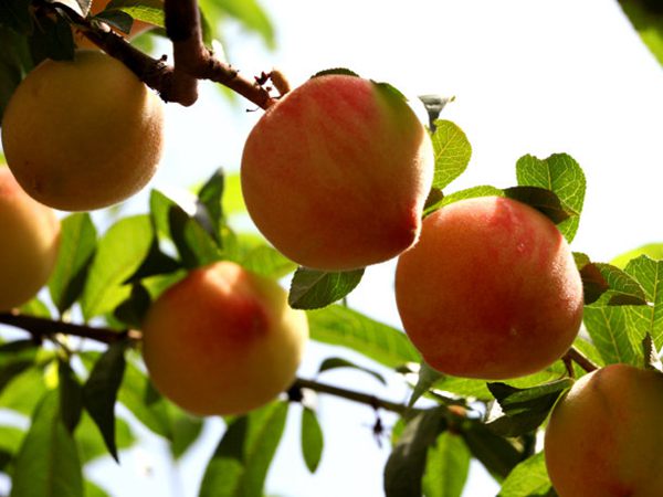 桃树的果子