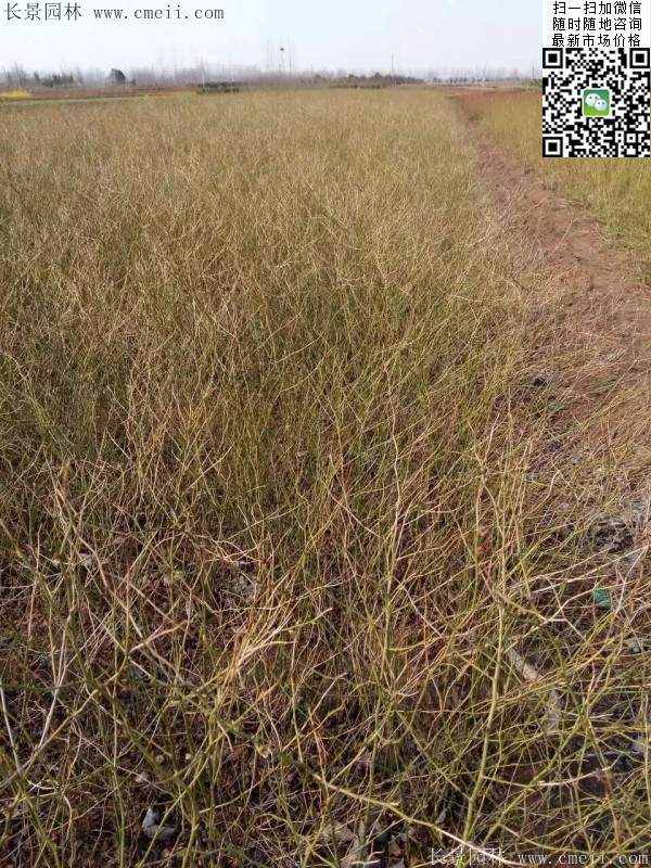 棣棠--长景园林 棣棠--长景园林