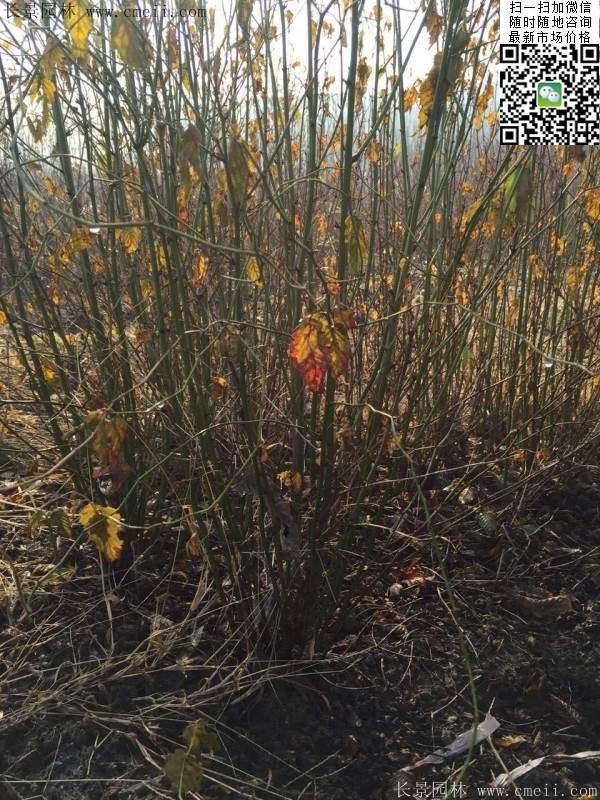 丛生棣棠
