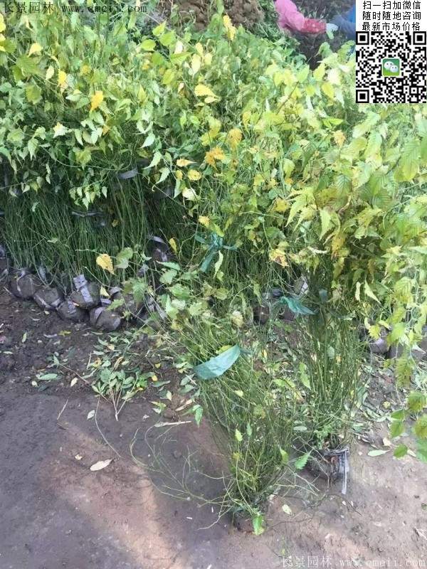 棣棠出售--长景园林 棣棠出售--长景园林