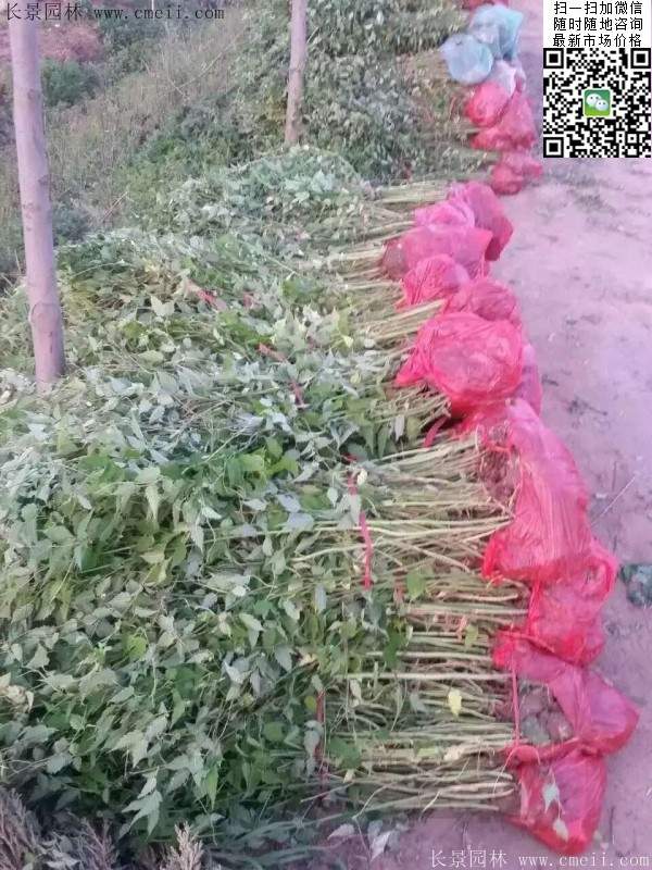 马兰棣棠装车图 马兰棣棠装车图