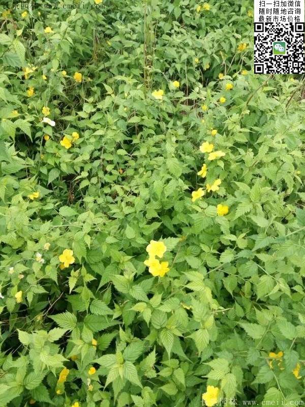 马兰棣棠--长景园林 马兰棣棠--长景园林
