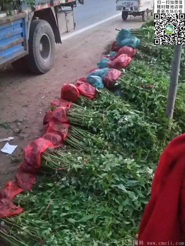 马兰棣棠装车图 马兰棣棠装车图