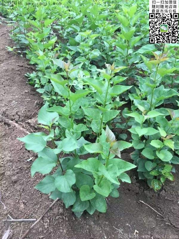 丁香苗 丁香苗