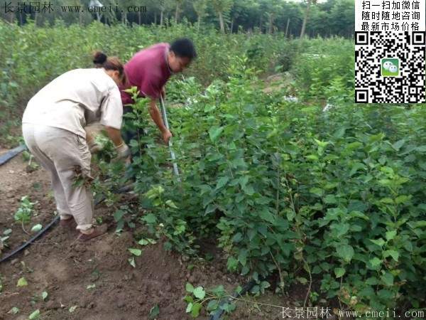 丁香苗 丁香苗
