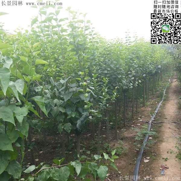 丁香树 丁香树