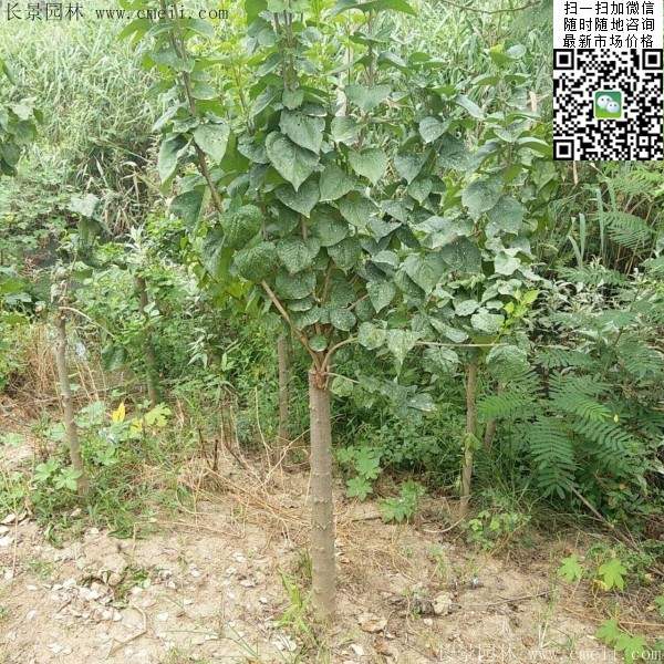 丁香树 丁香树