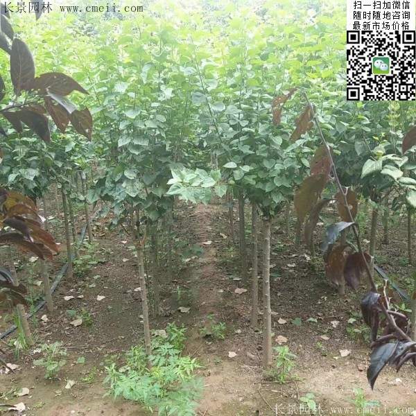 丁香树 丁香树