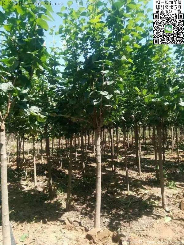 丁香树 丁香树