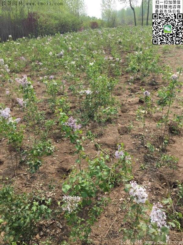 丁香苗 丁香苗