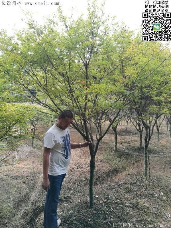 红枫基地 红枫基地