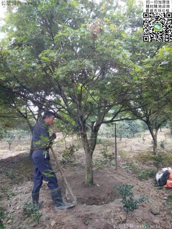 红枫基地 红枫基地
