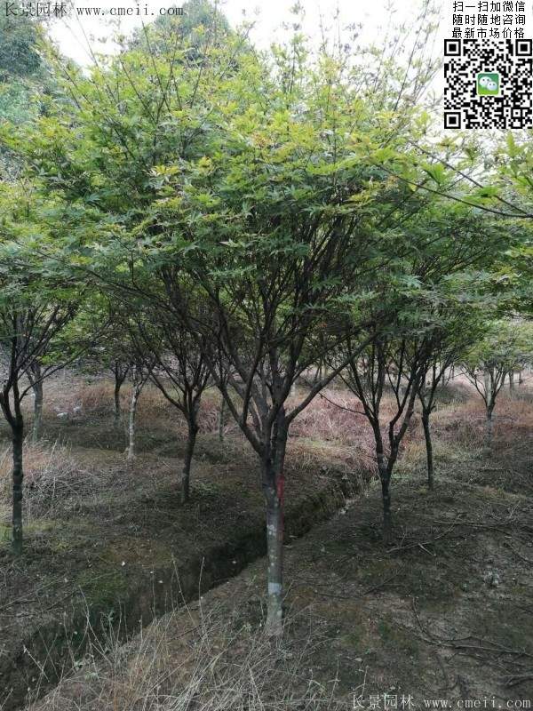 红枫基地 红枫基地