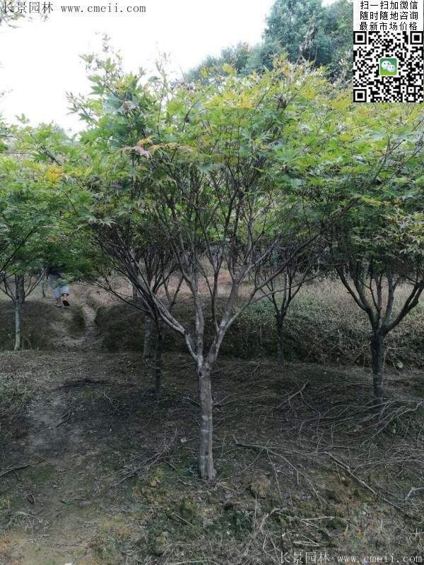 红枫基地 红枫基地
