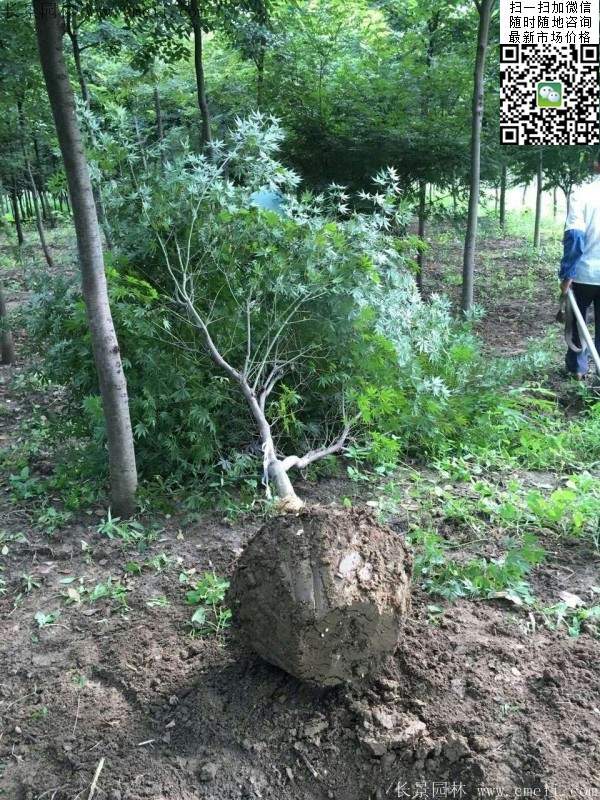 红枫基地 红枫基地