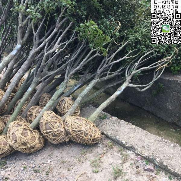 红枫基地 红枫基地