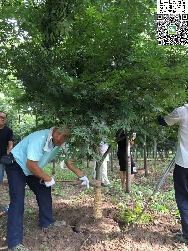 红枫基地