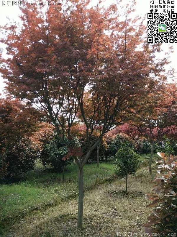 中国红枫 中国红枫