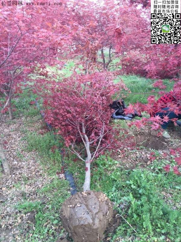 日本红枫 日本红枫