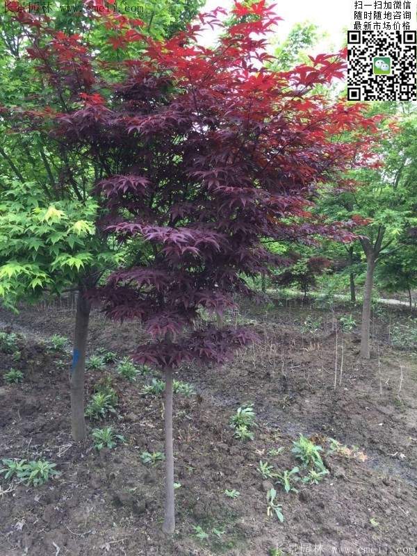 日本红枫 日本红枫