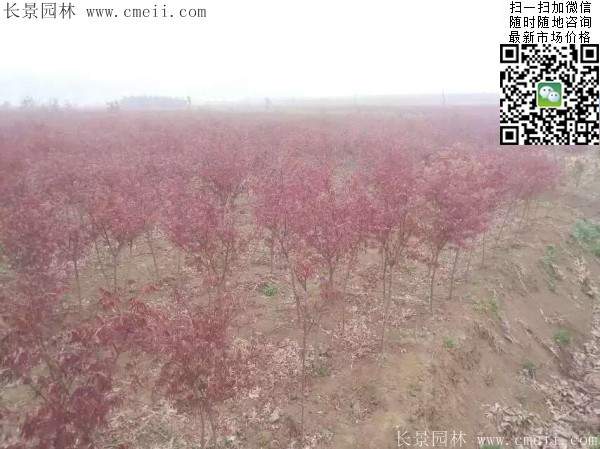 红枫树 红枫树