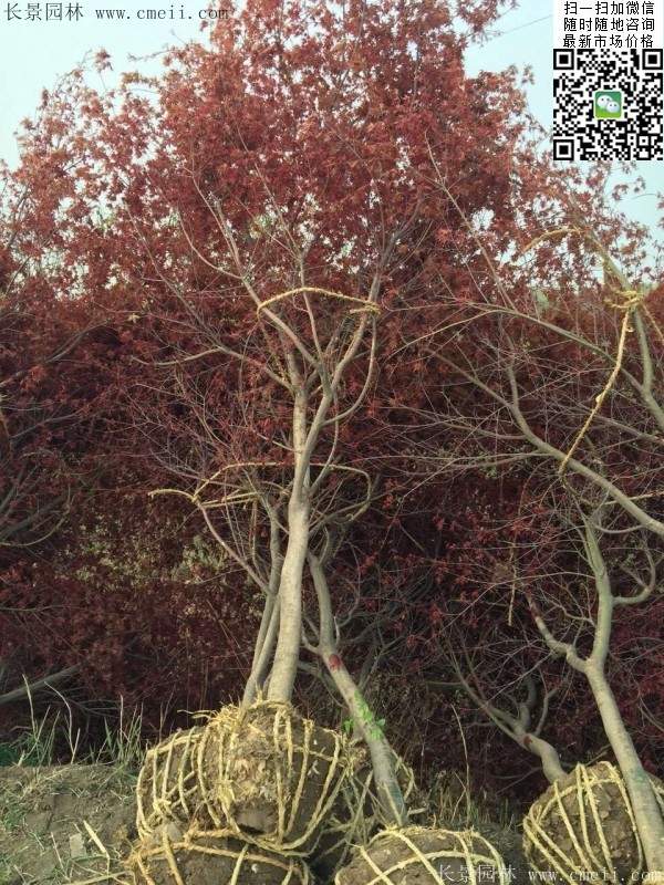 红枫树 红枫树