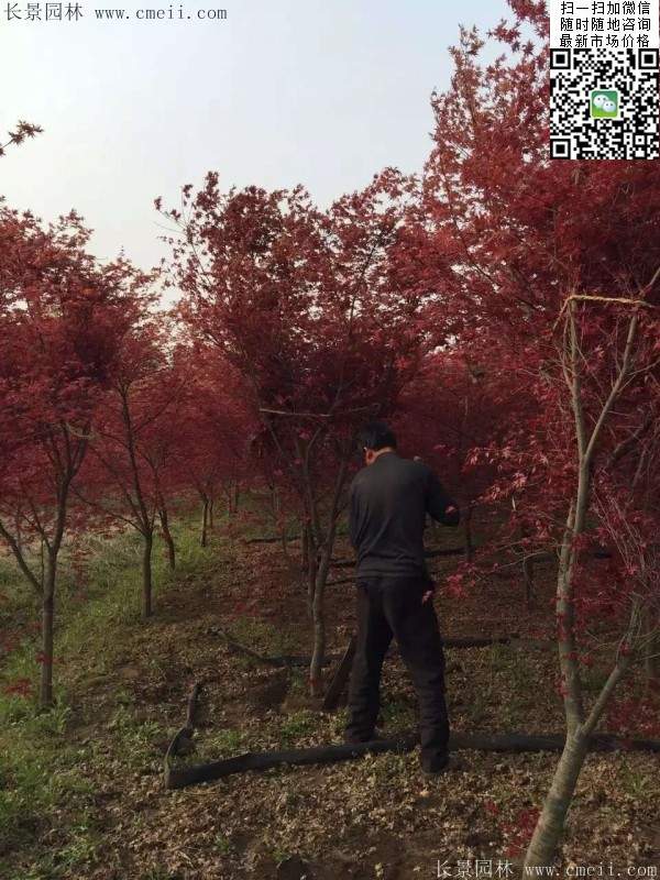 红枫树 红枫树