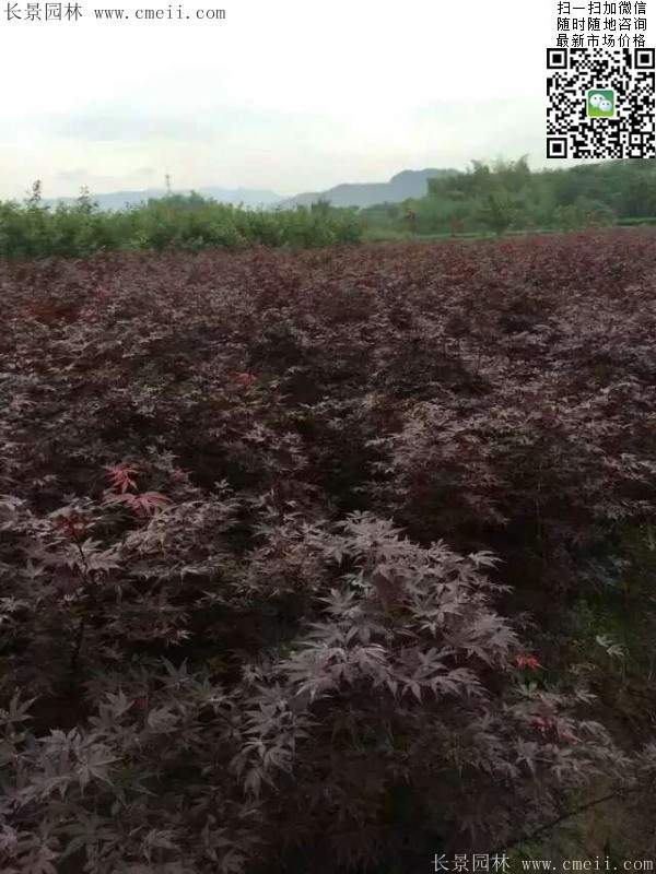 红枫树 红枫树