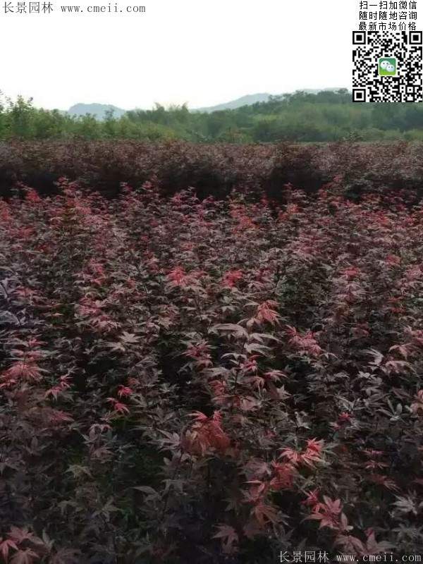 红枫树 红枫树