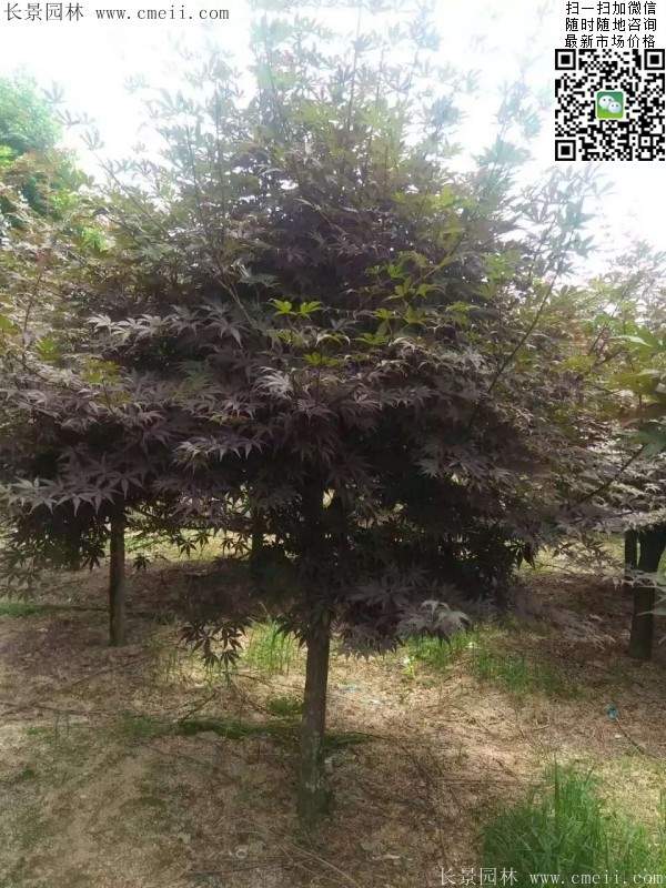 红枫 红枫